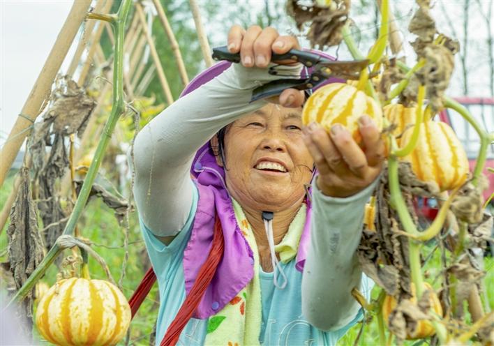 桃花源镇白鳞洲:贝贝南瓜 忙丰收_图说常德_柳城常德